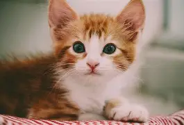 Ning8次T禁赛1场6赛后发声(theshy上台领奖回头看ning照片) Ning8次T禁赛1场6赛后发声(theshy上台领奖回头看ning照片)